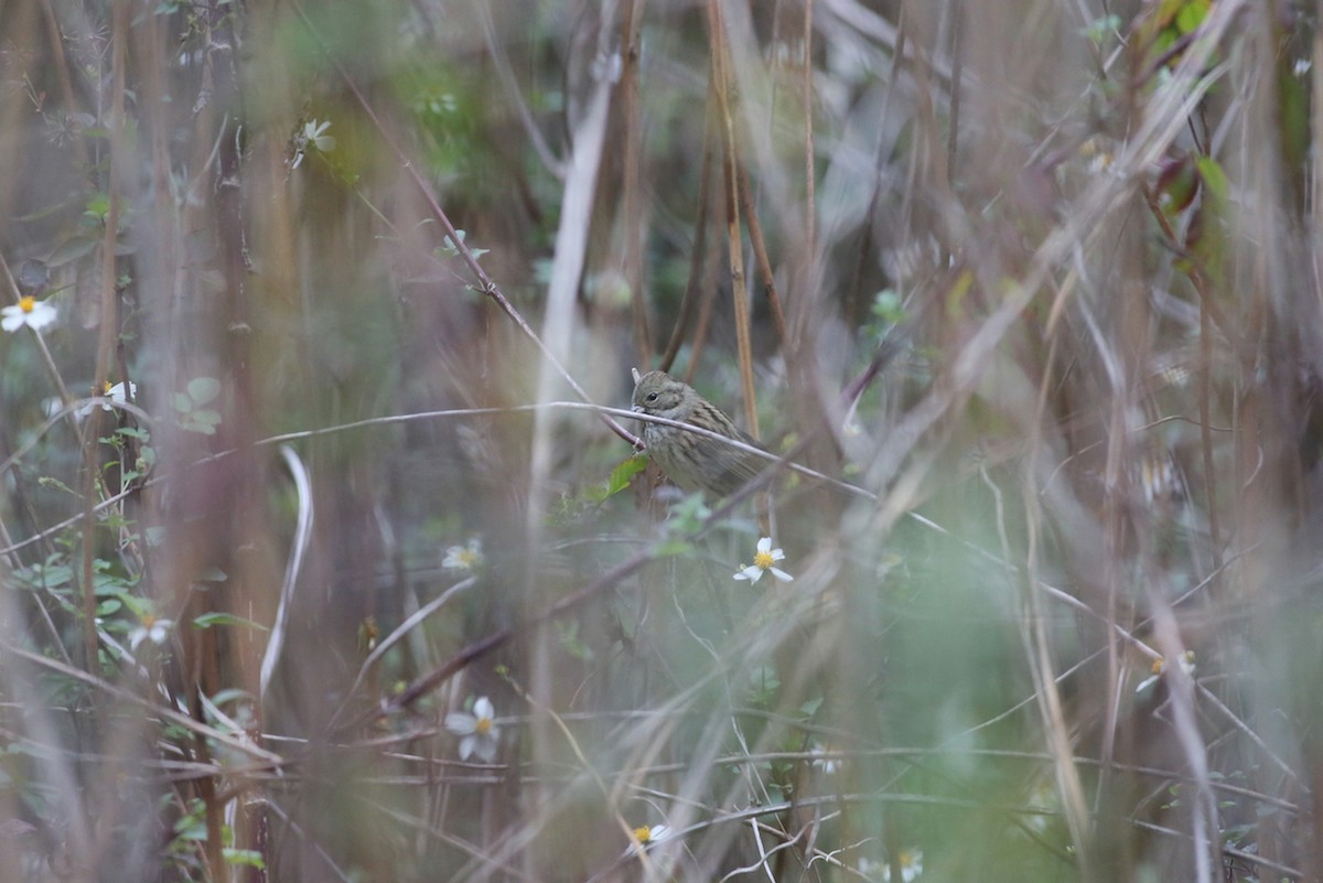 Black-faced/Masked Bunting - ML84739321