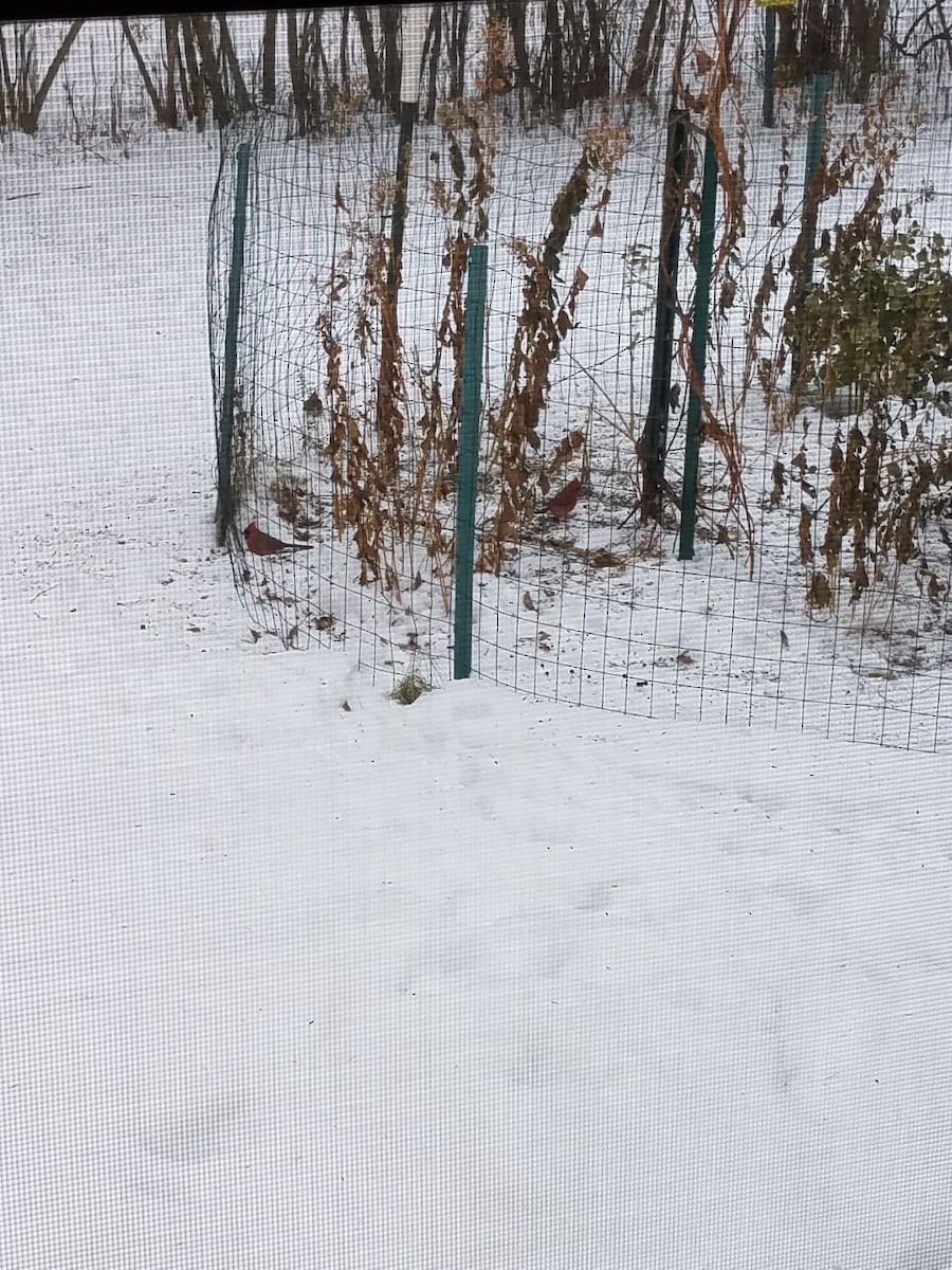 Northern Cardinal - ML84739401