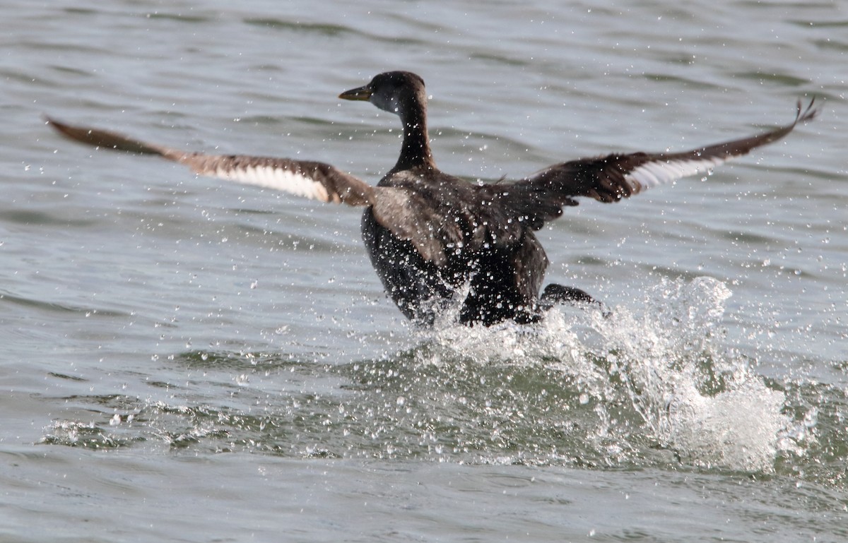 Red-necked Grebe - ML84739661