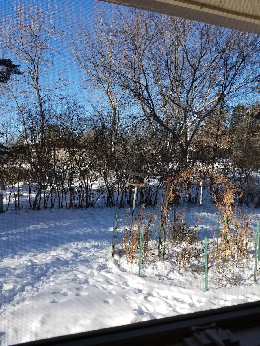 Northern Cardinal - ML84740341