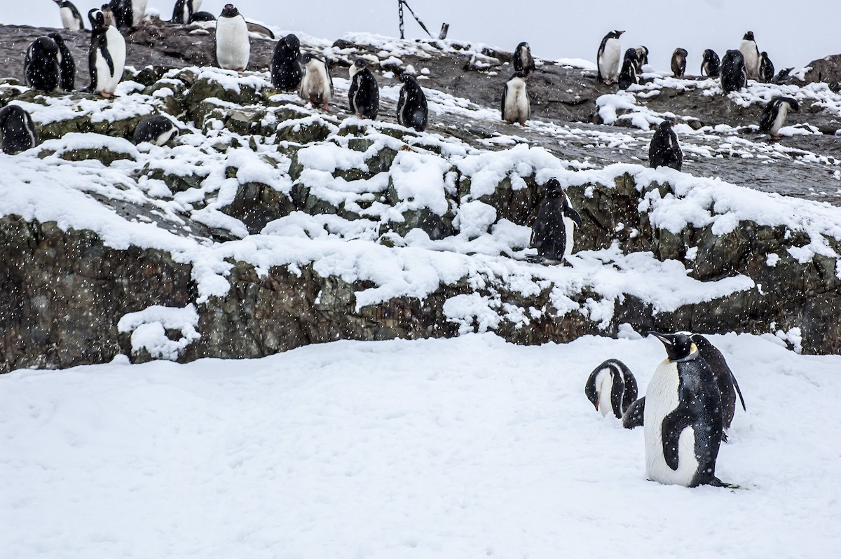 tučňák patagonský - ML84741481