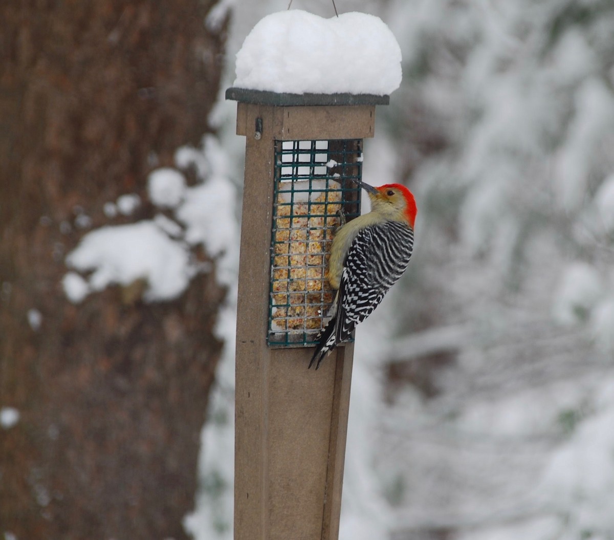 Red-bellied Woodpecker - Beth Miller