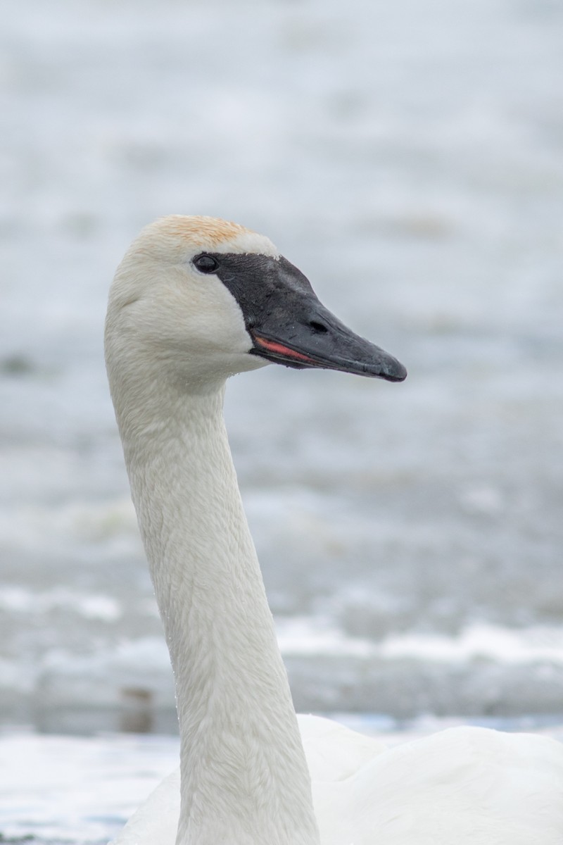 Cygne trompette - ML84744771