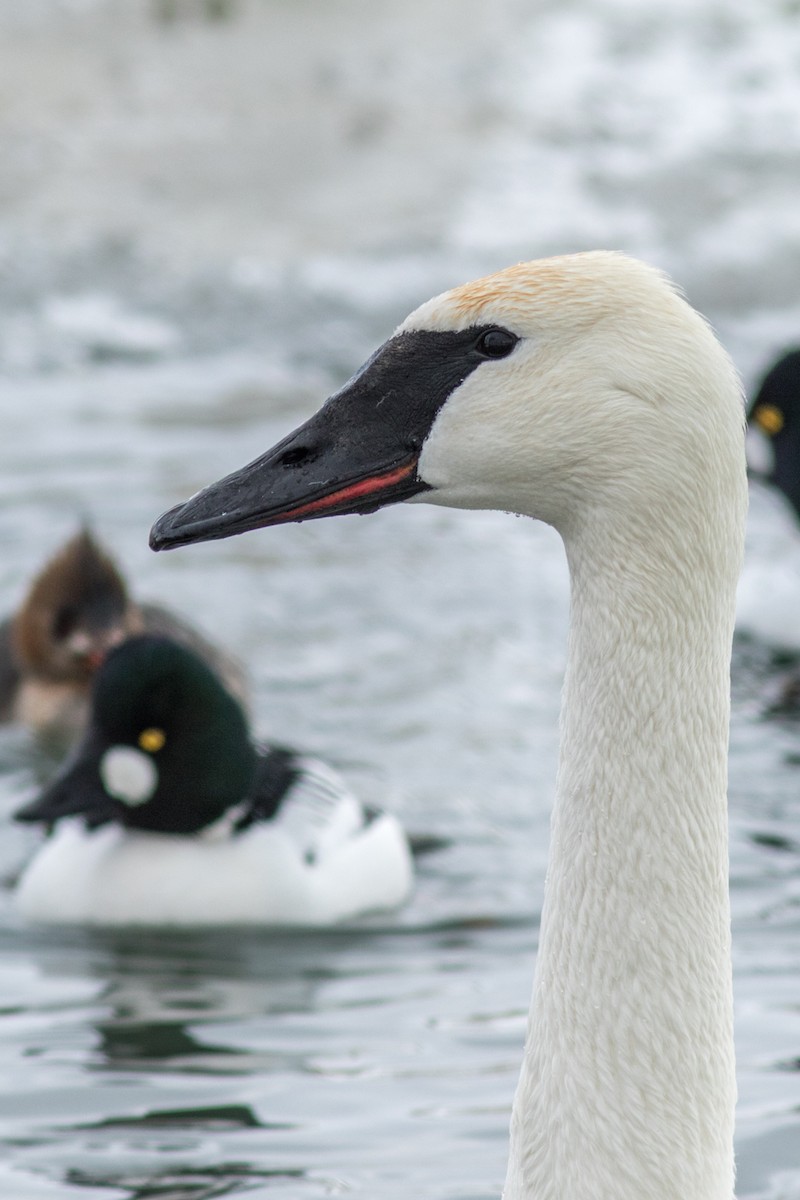 Cygne trompette - ML84744781