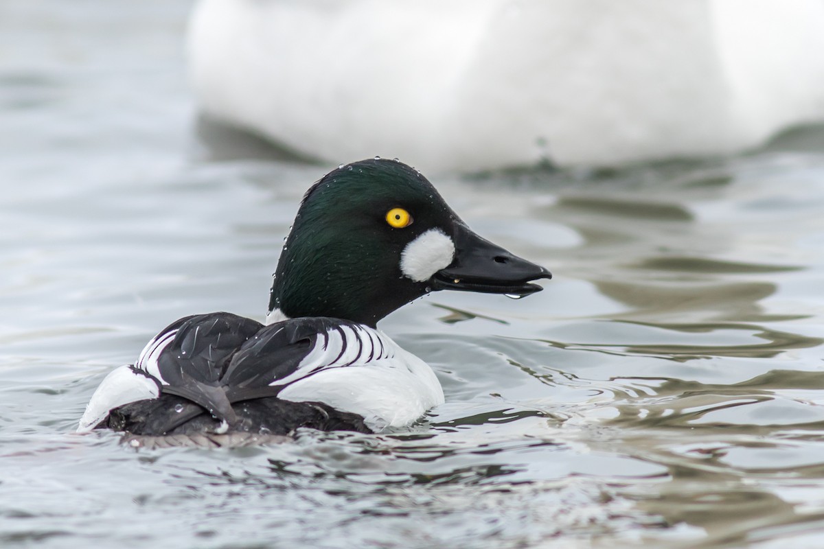 Common Goldeneye - ML84745051