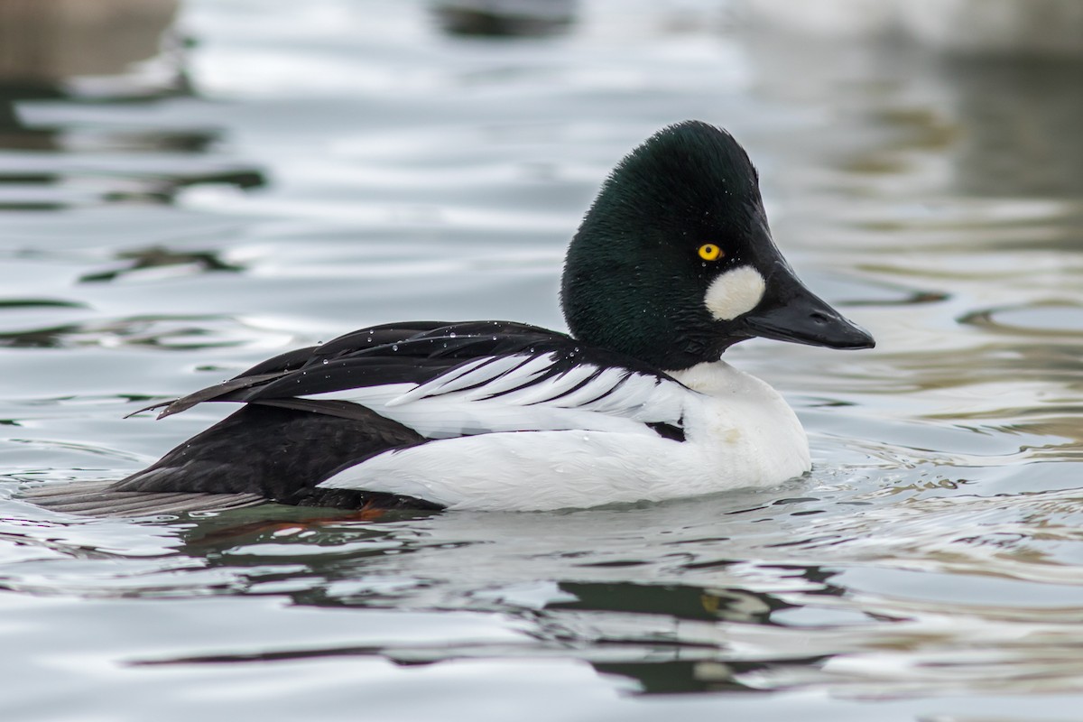 Common Goldeneye - ML84745061