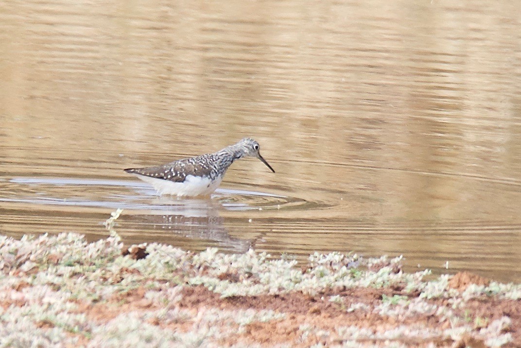 Wood Sandpiper - ML84745871