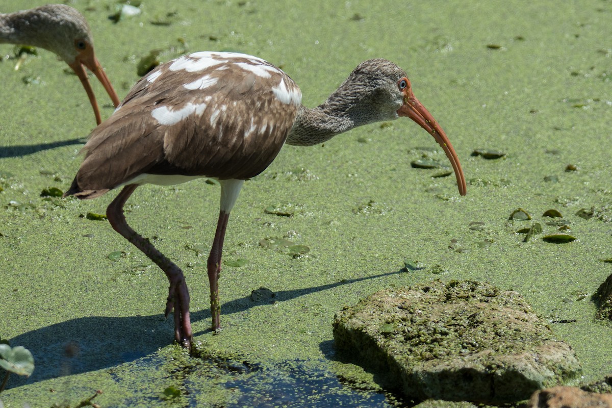 White Ibis - ML84746051