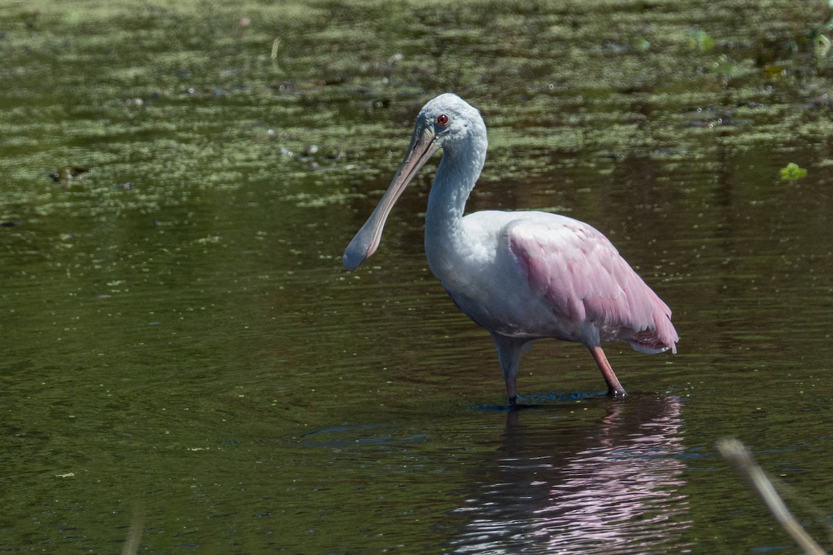 Roseate Spoonbill - ML84746111