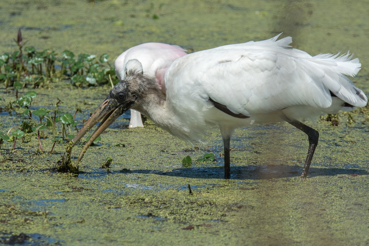 Wood Stork - ML84746221