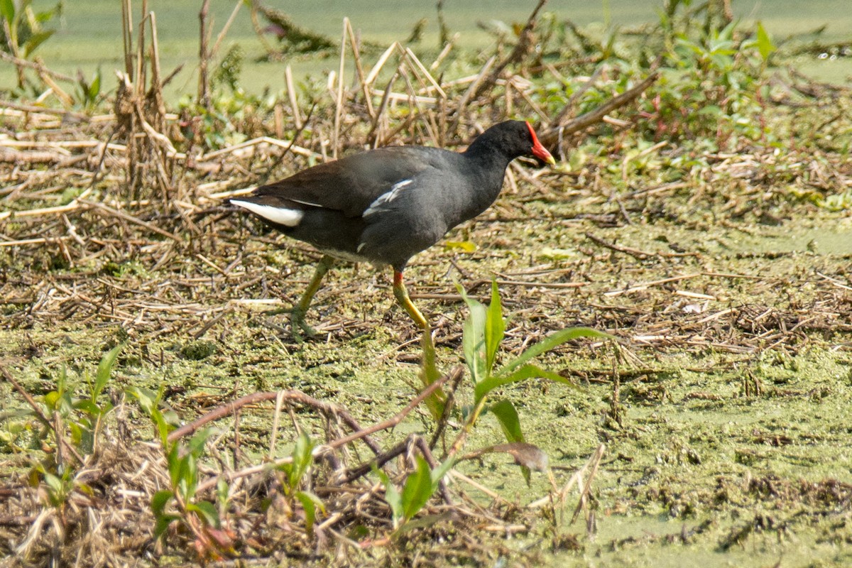 Gallinule d'Amérique - ML84746651