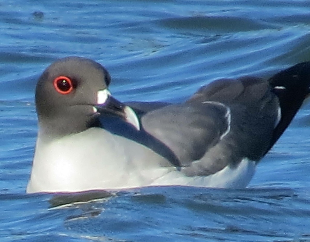Swallow-tailed Gull - ML84747411