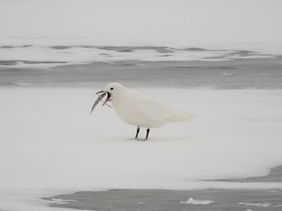 Белая чайка - ML84748271