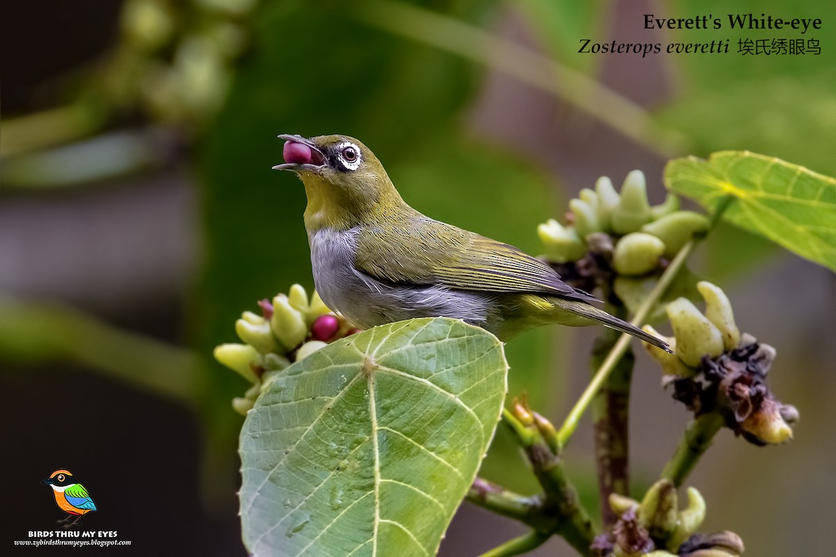 Hume's White-eye - ML84748341