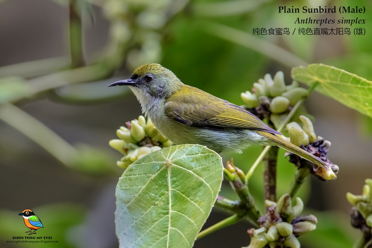 Plain Sunbird - ML84748361