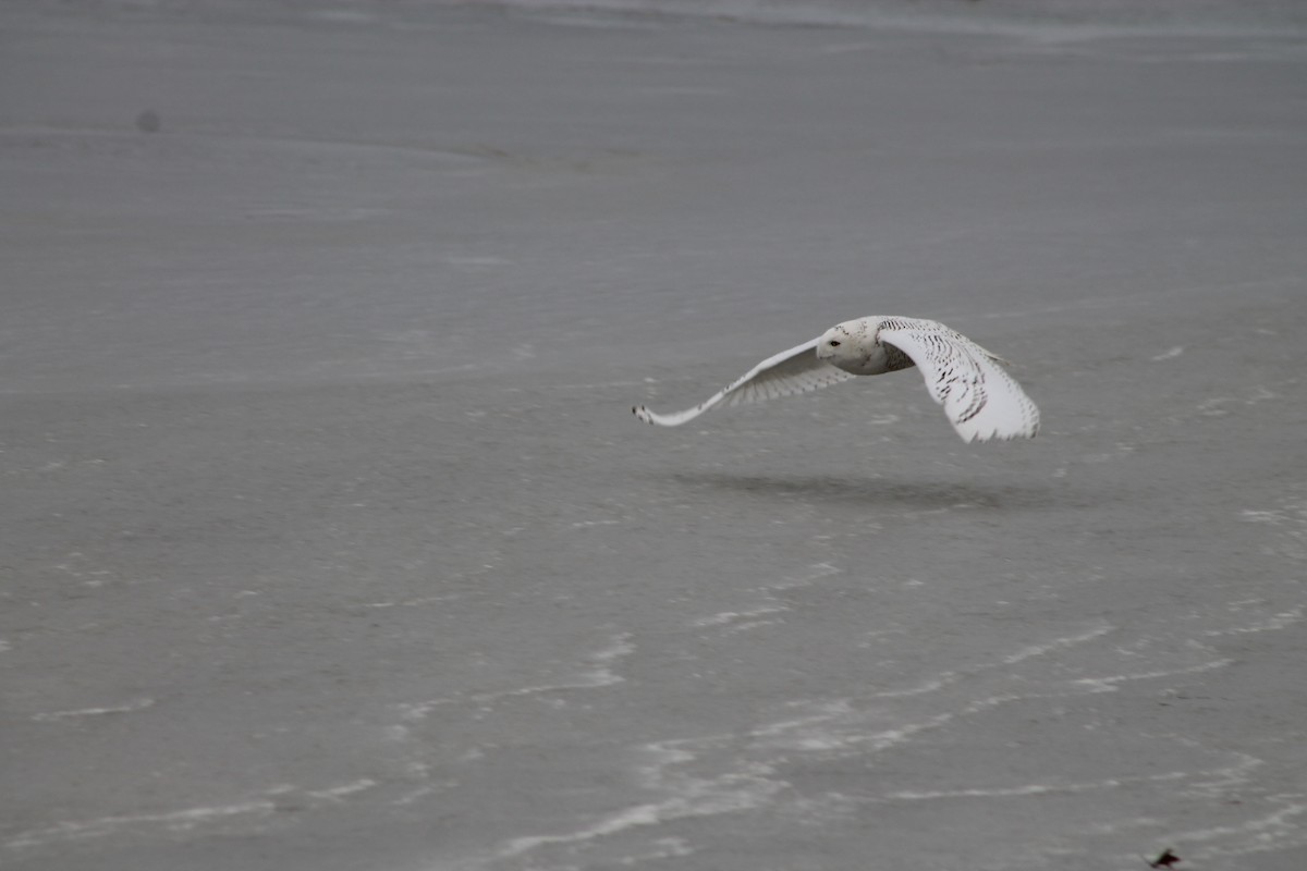 Snowy Owl - ML84751201