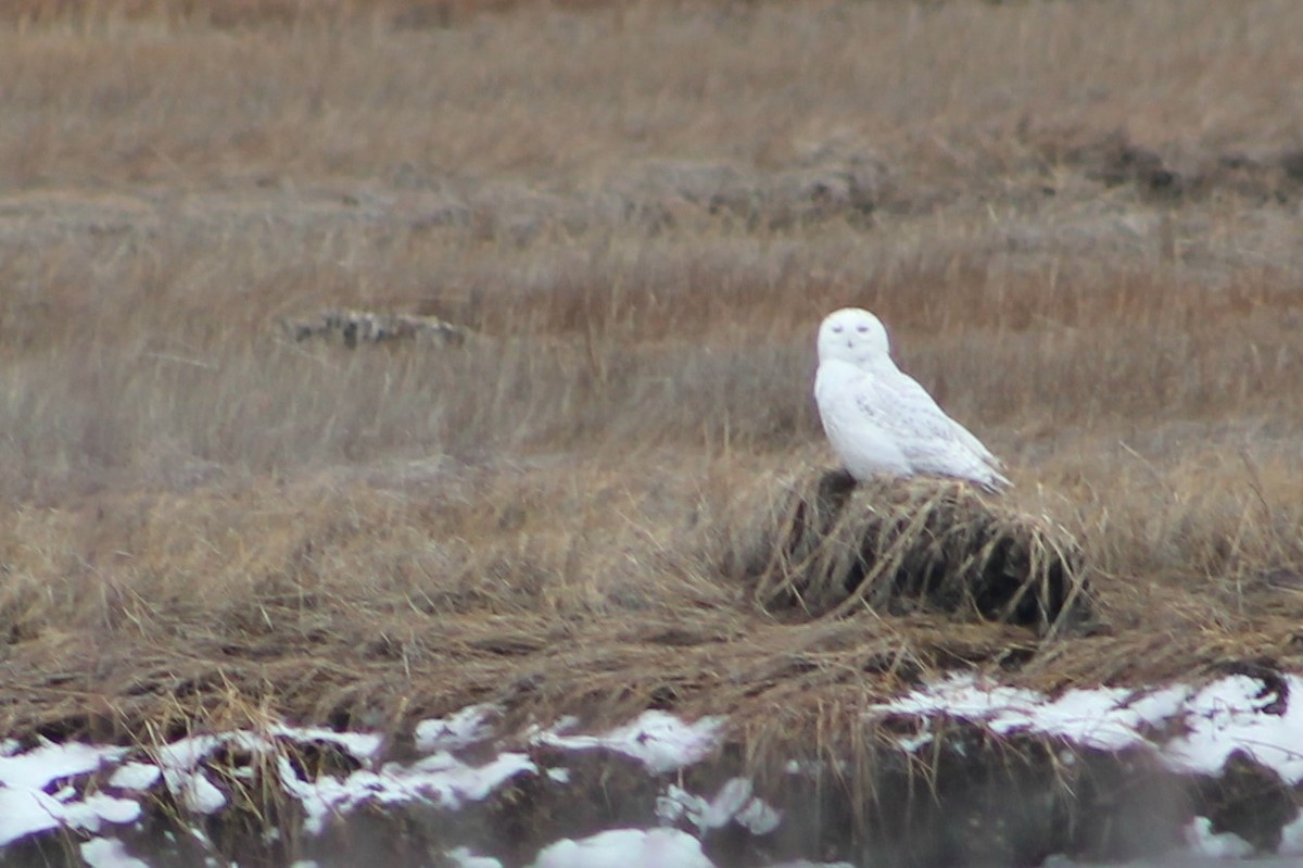 Snowy Owl - Norma Hartwell