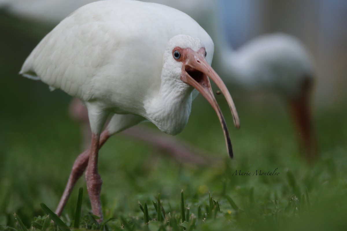 Ibis blanc - ML84752321