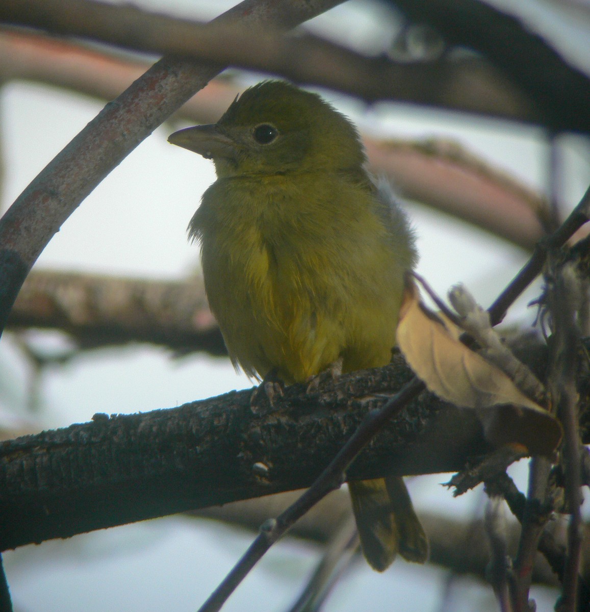 Summer Tanager - ML84753701
