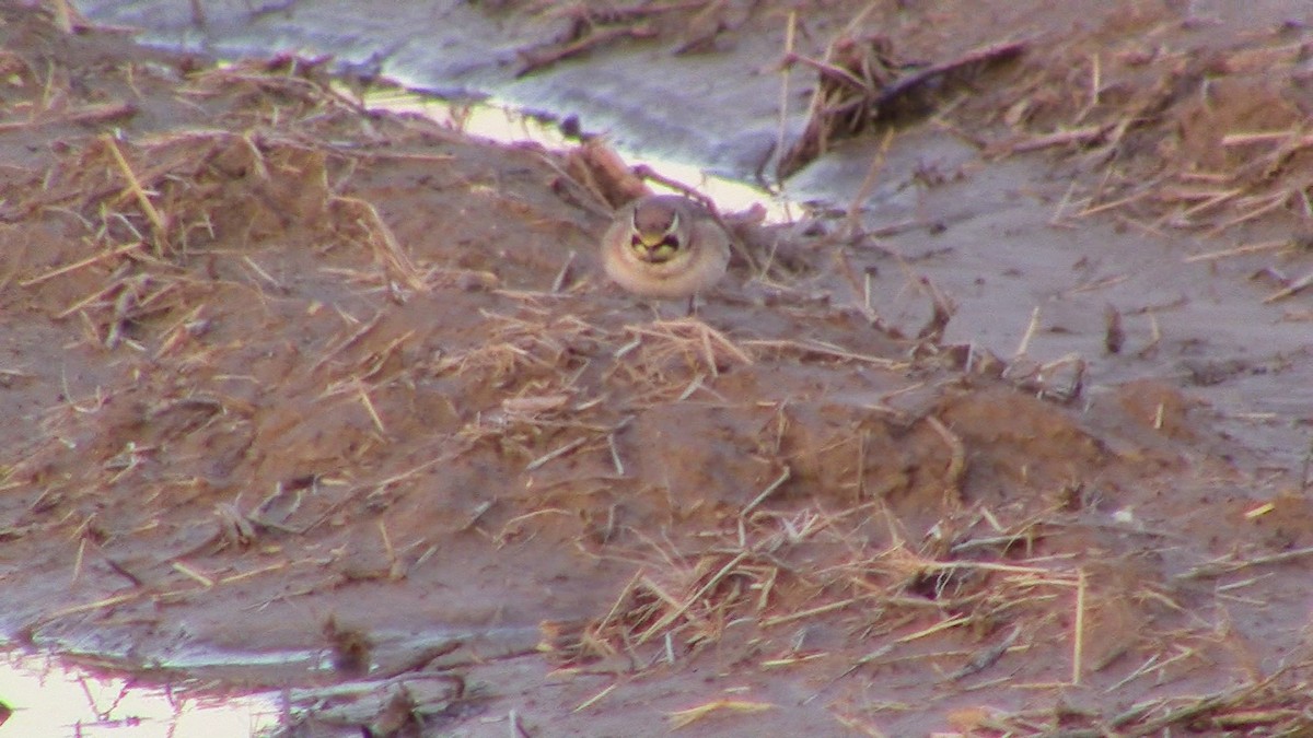 Horned Lark - Jeffrey Harris