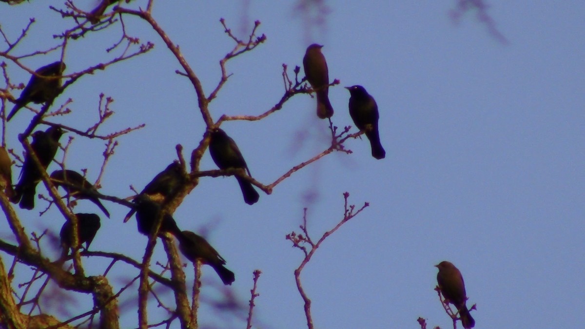 Brewer's Blackbird - ML84754411