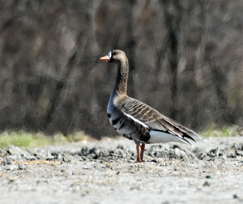 Greater White-fronted Goose - ML84754501