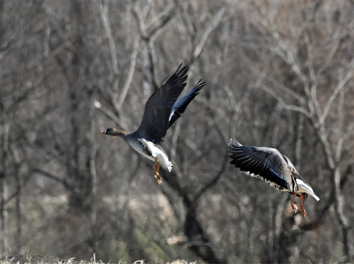 Greater White-fronted Goose - ML84754511