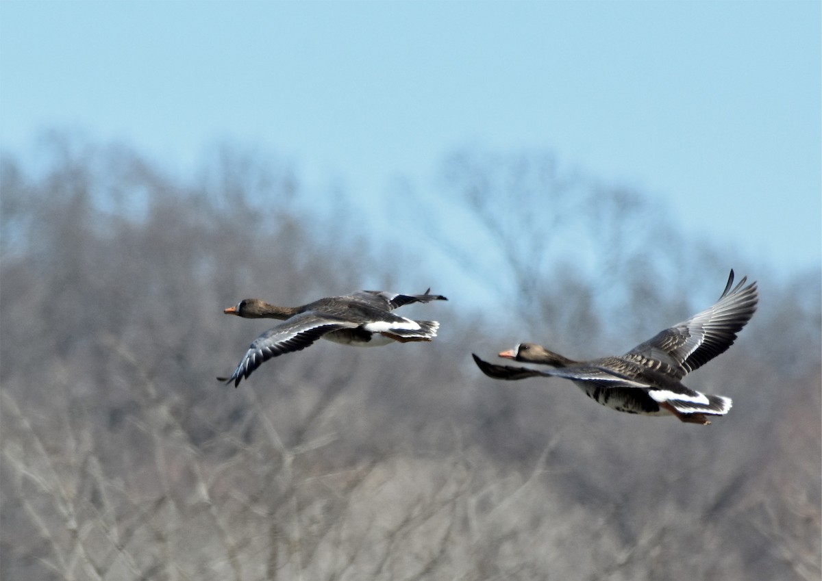 Greater White-fronted Goose - ML84754531