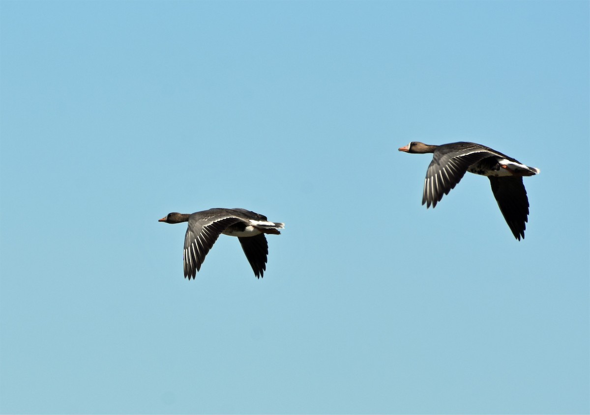 Greater White-fronted Goose - ML84754541