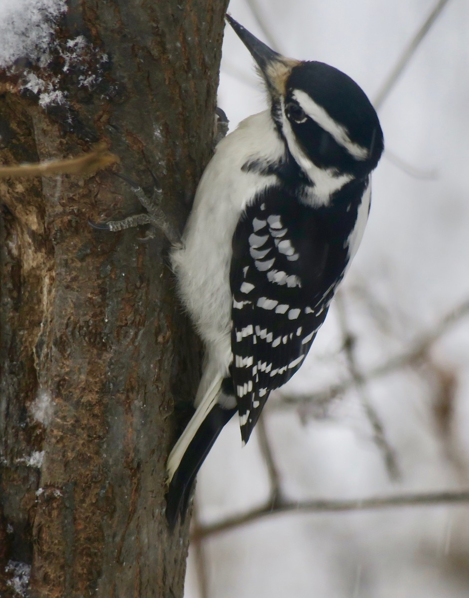 Hairy Woodpecker - Rick&Peggy Price