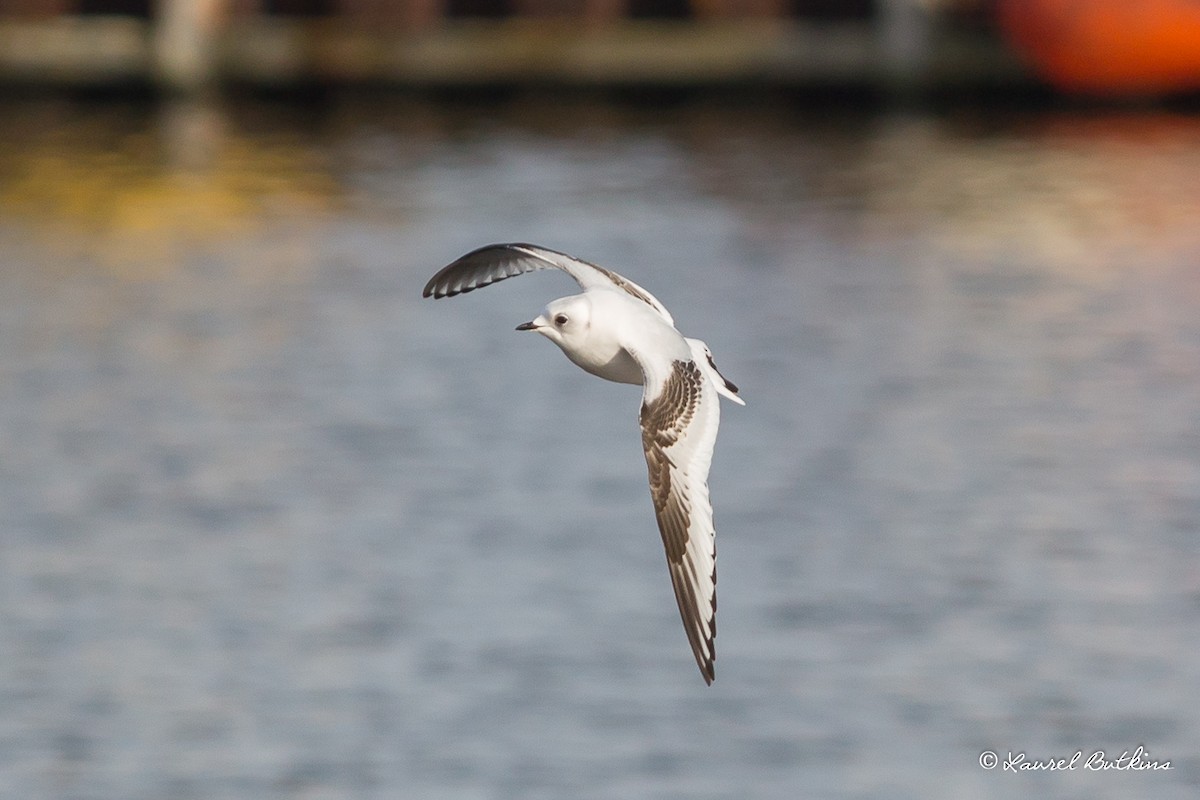 Ross's Gull - ML84755181