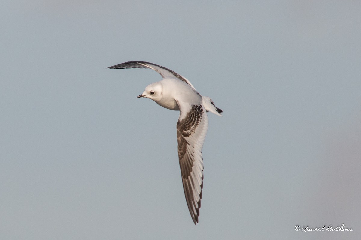 Ross's Gull - ML84755201
