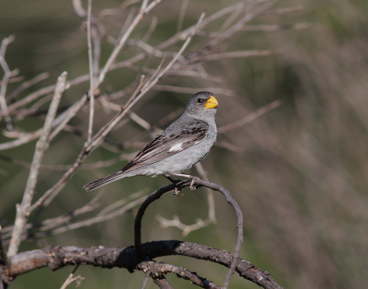 Tropeiro Seedeater - Alex Mesquita