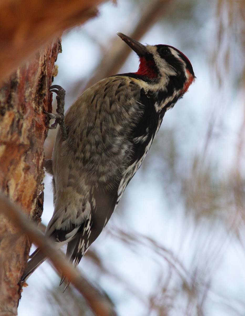 Red-naped Sapsucker - ML84755851