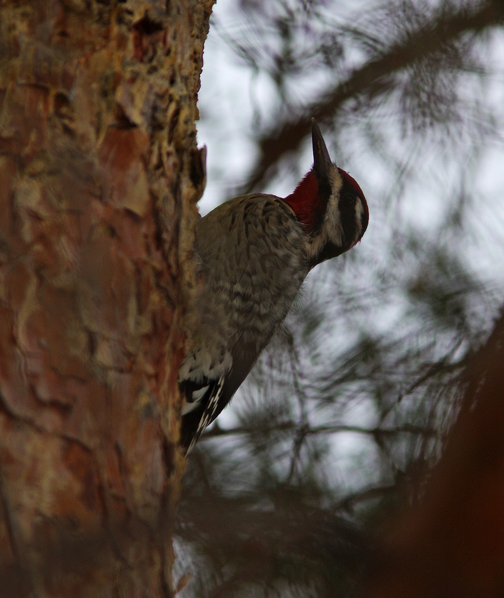 Red-naped Sapsucker - ML84755871