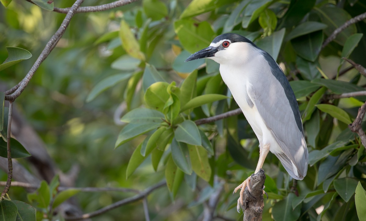 Black-crowned Night Heron (Eurasian) - Ian Davies