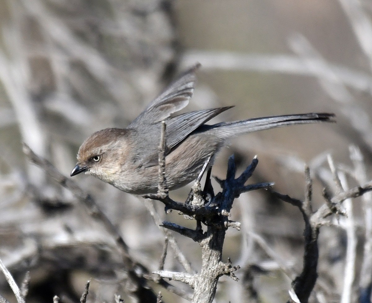 Bushtit - Daniel Murphy