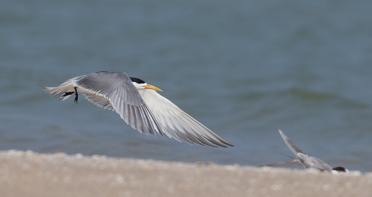 Great Crested Tern - Ian Davies