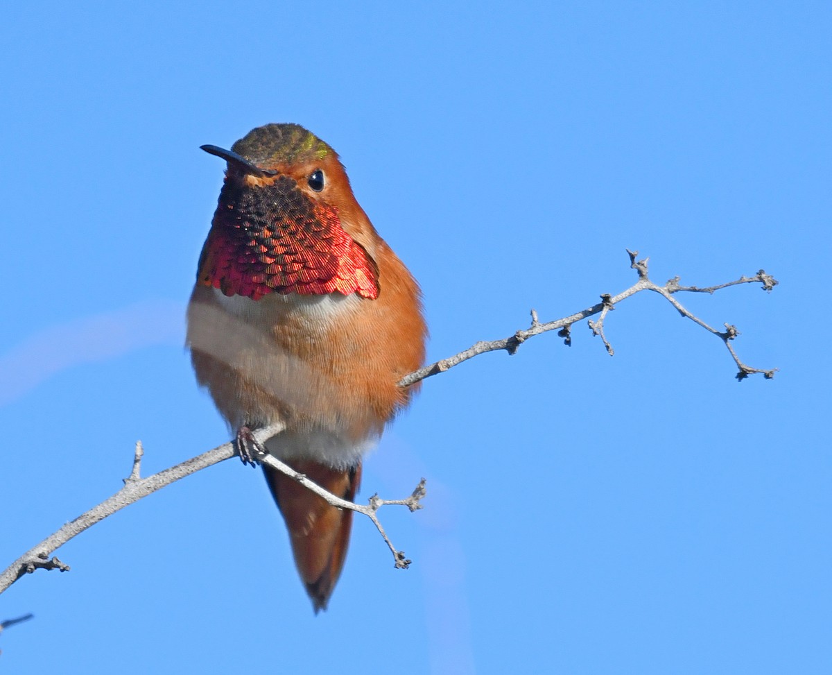 Allen's Hummingbird - ML84756871