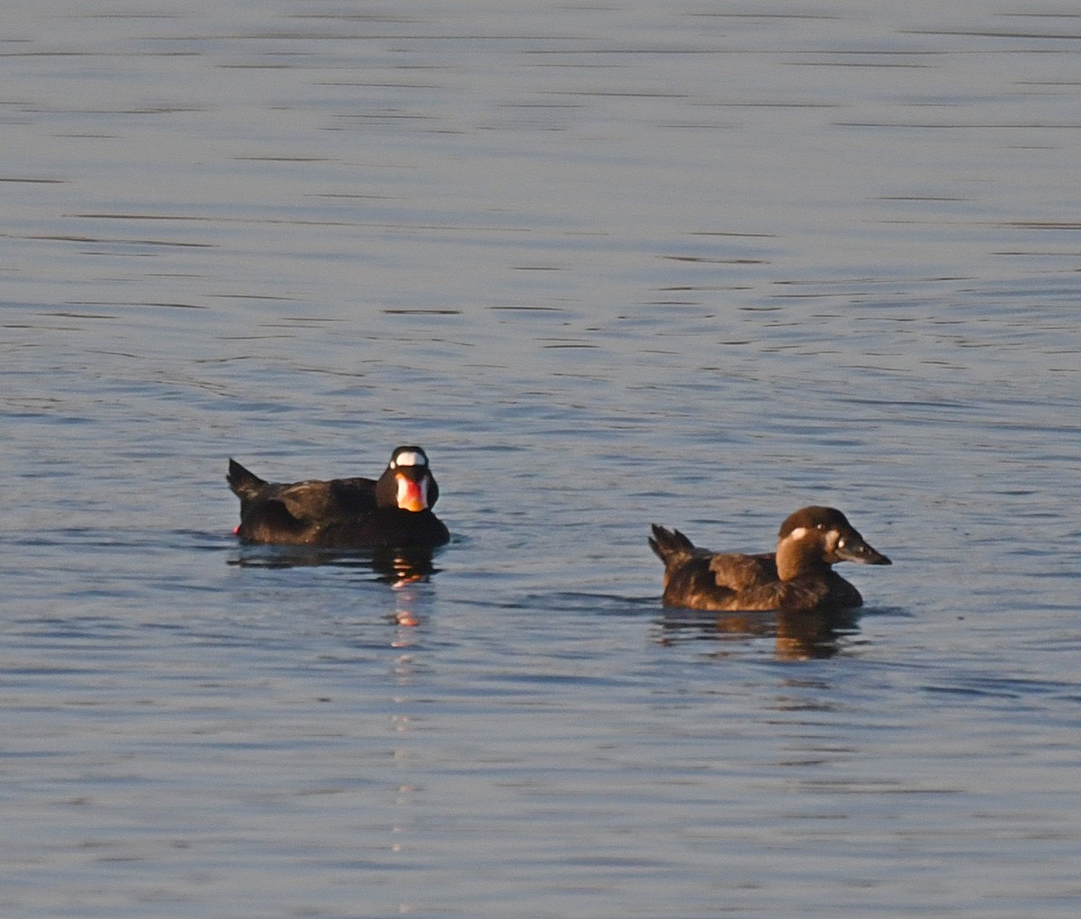 Surf Scoter - Daniel Murphy