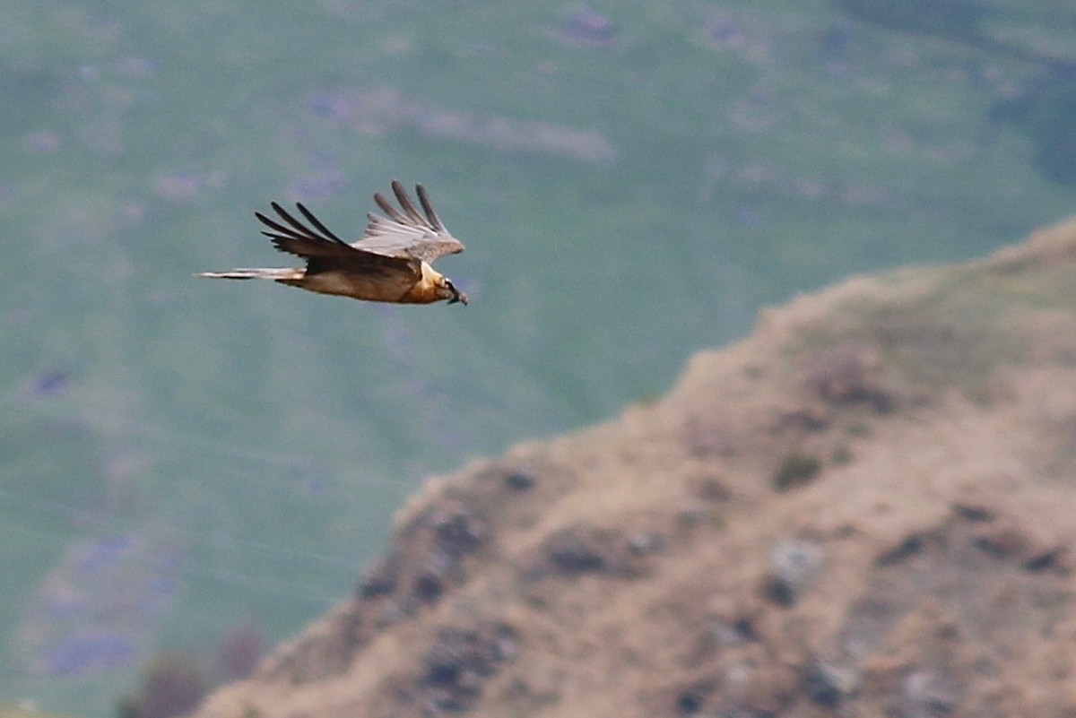 Bearded Vulture - Jakub Macháň