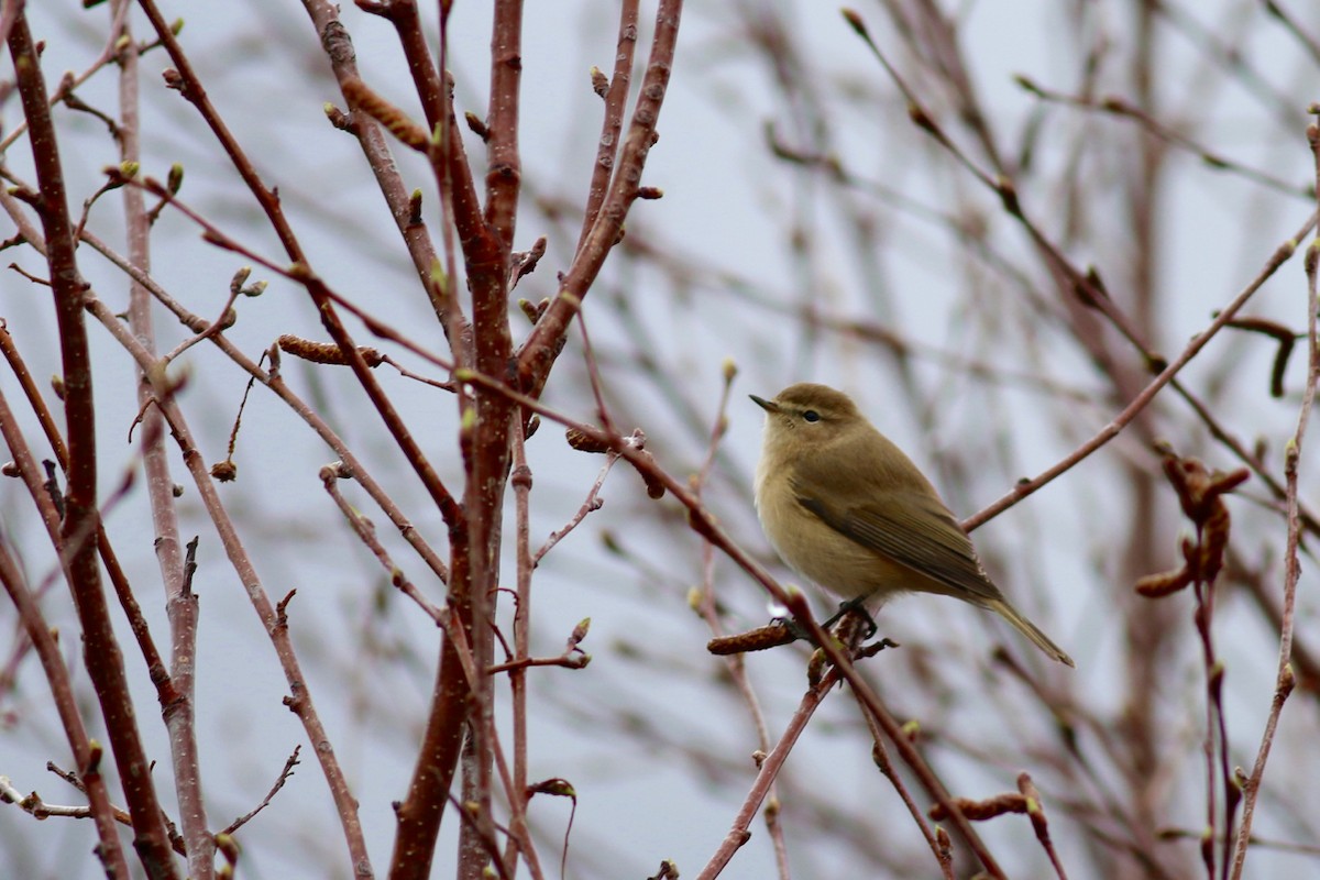 Mountain Chiffchaff - ML84758991