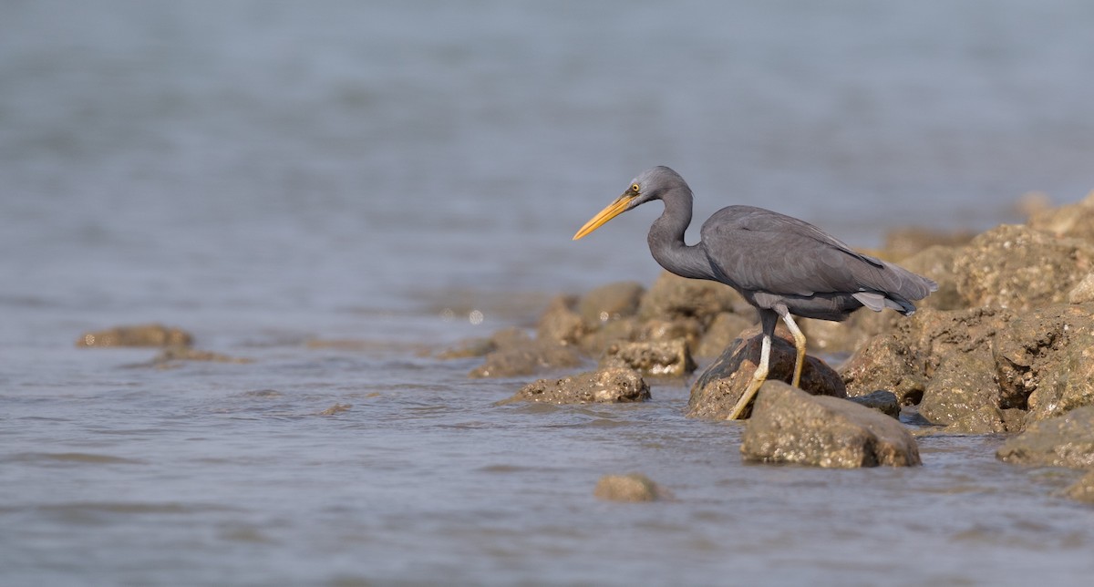 Pacific Reef-Heron - Ian Davies