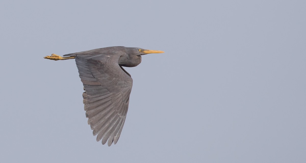 Pacific Reef-Heron - Ian Davies