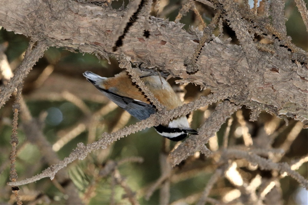 Red-breasted Nuthatch - ML84759991