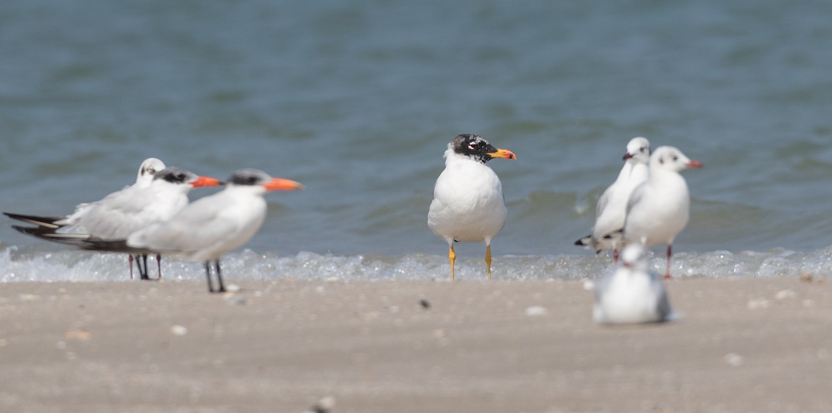 Pallas's Gull - Ian Davies