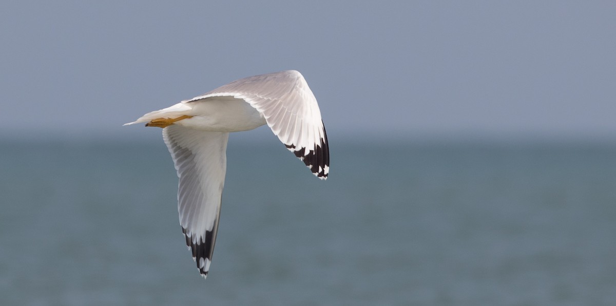 Pallas's Gull - Ian Davies