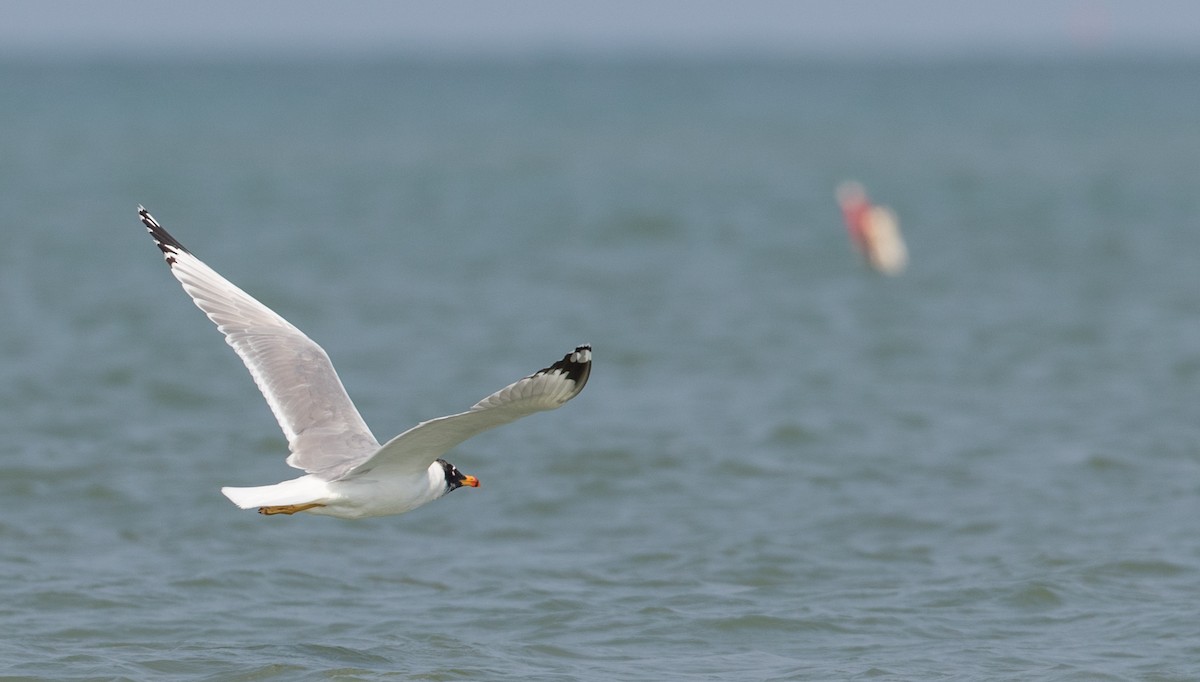 Pallas's Gull - Ian Davies