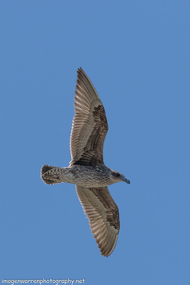 Kelp Gull - ML84760711