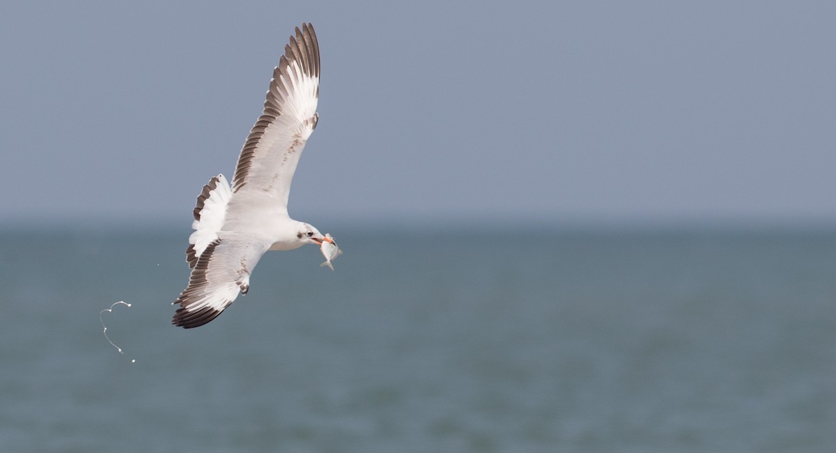 Brown-headed Gull - Ian Davies